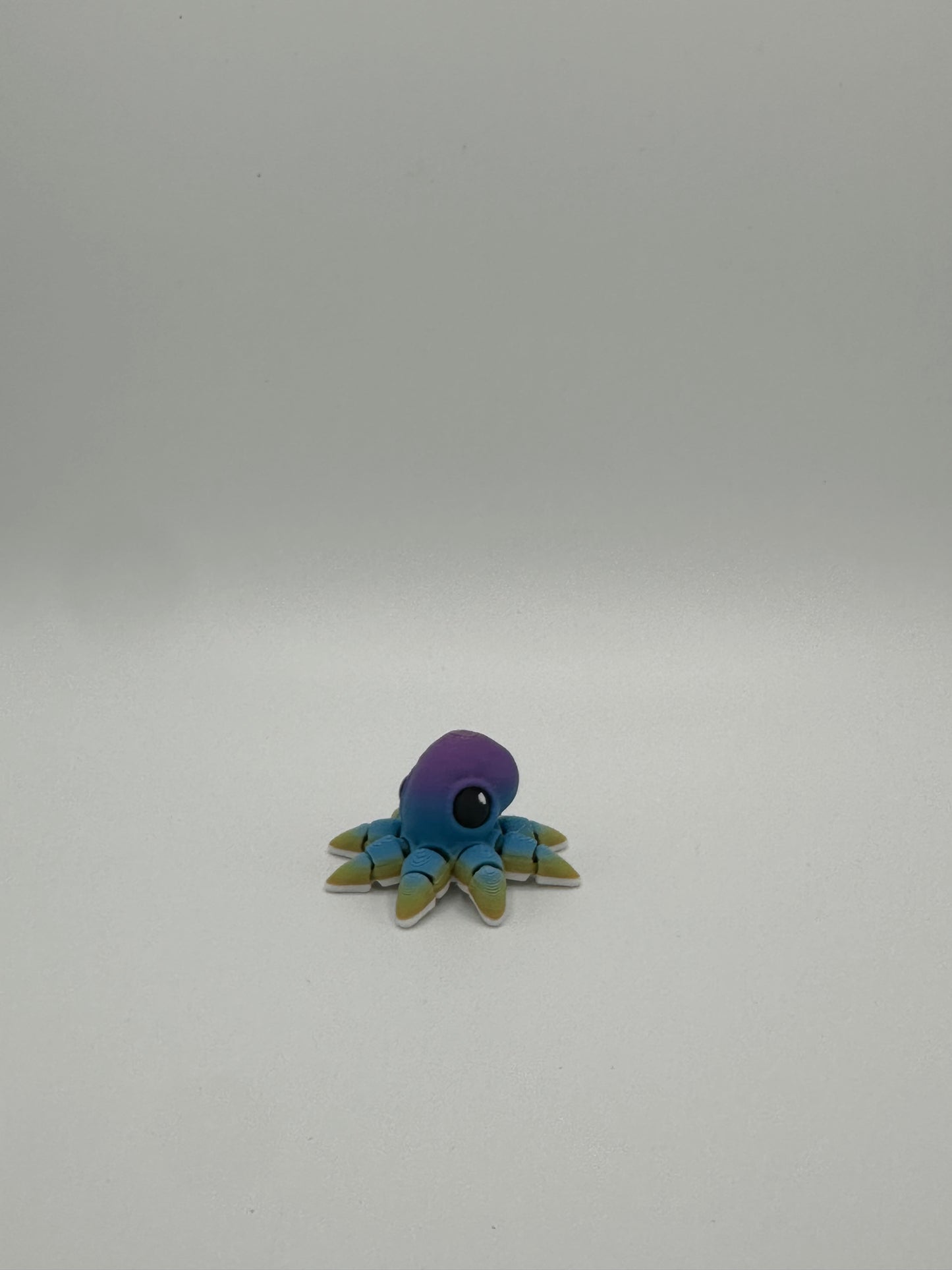 Rainbow Octopus Hatchling