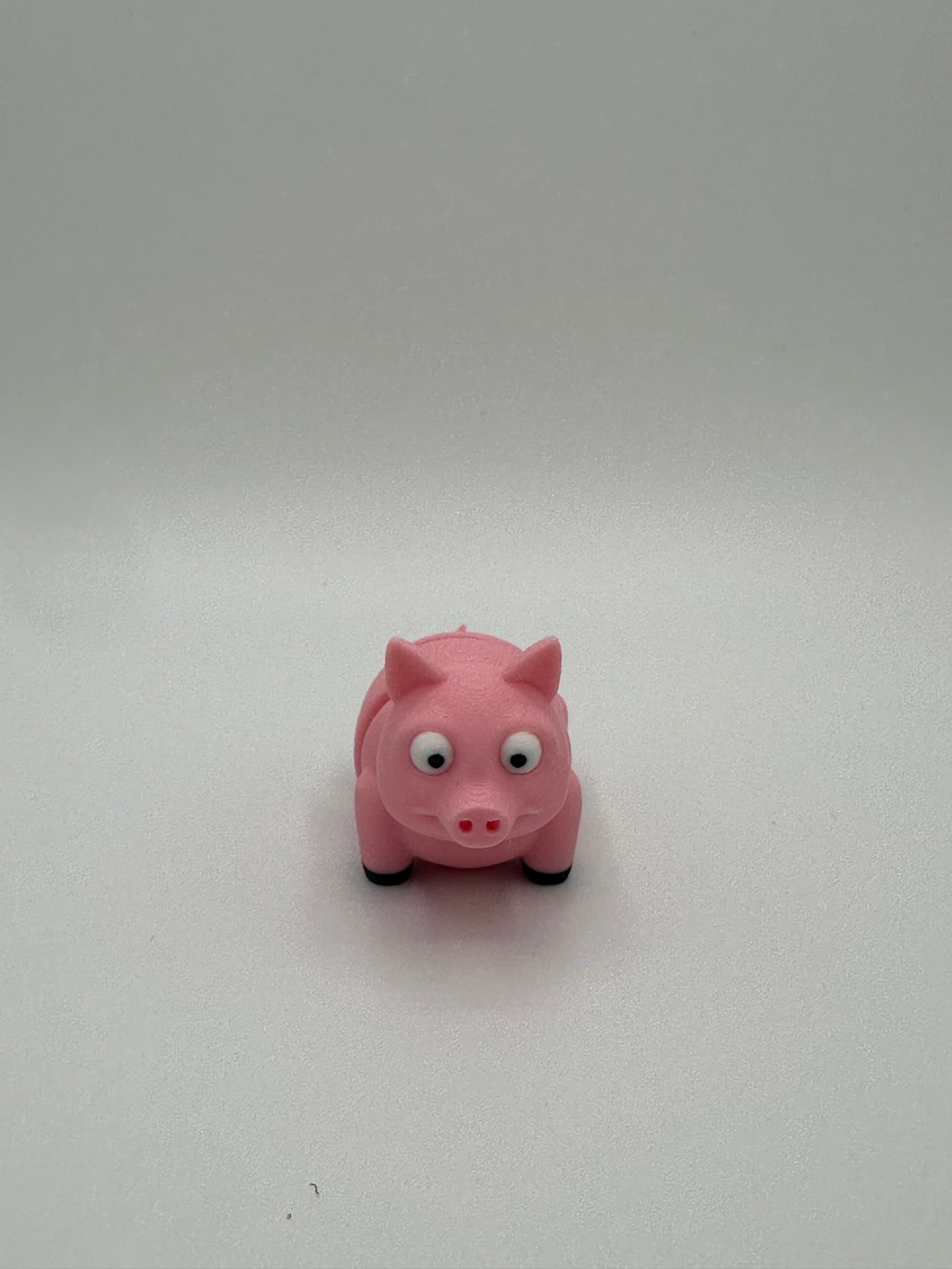 Mini Pig